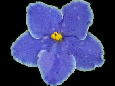 (image for) Carolina Airosa