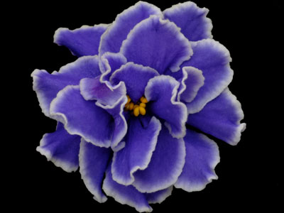 (image for) Caribbean Blue