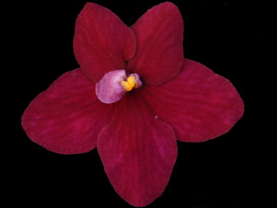 (image for) Christmas Dream