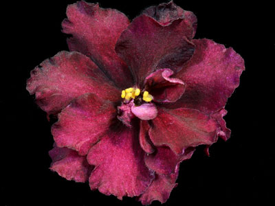 (image for) Cinnamon Candy