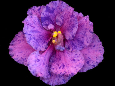 (image for) Classic Charm