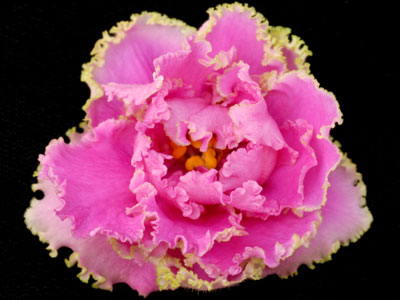 (image for) Coming Up Roses