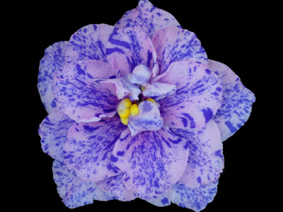 (image for) Cosmic Art