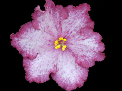 (image for) Cranberry Crush