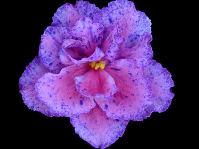 (image for) Daydream Pink