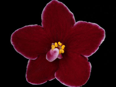 (image for) Decelles' Flamingo