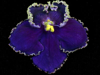 (image for) Dead of Night