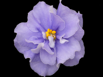 (image for) East Wind