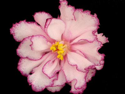 (image for) Elizabeth