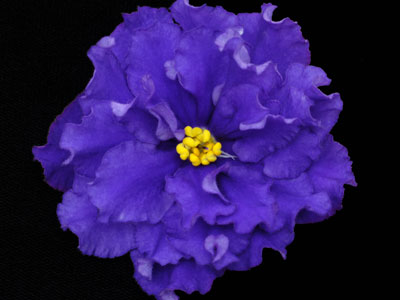 (image for) Evening Splendor