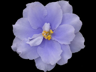 (image for) Faded Denim