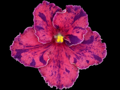 (image for) Fatal Attraction