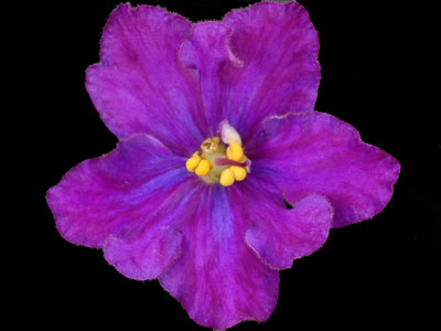 (image for) Festive Amethyst