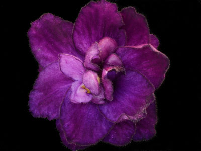 (image for) Fisherman's Paradise