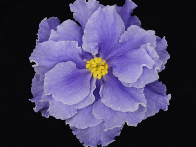 (image for) Forever Blue