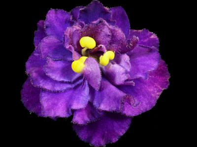 (image for) French Lilac