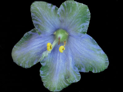 (image for) Frosty Frolic