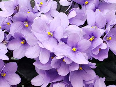 (image for) Harbor Blue