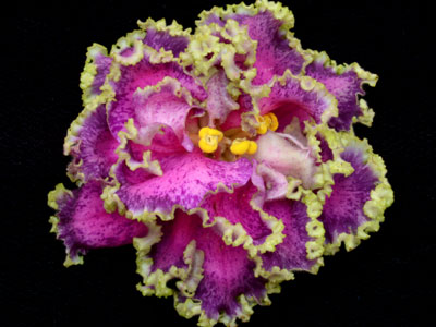 (image for) Hawaiian Dancer