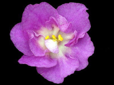 (image for) Hawaiian Pearl