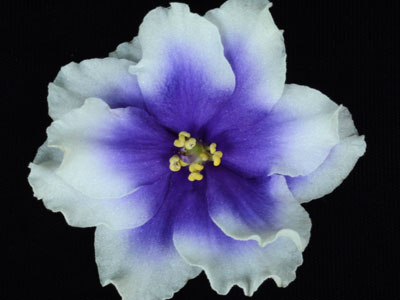 (image for) Humako Inches