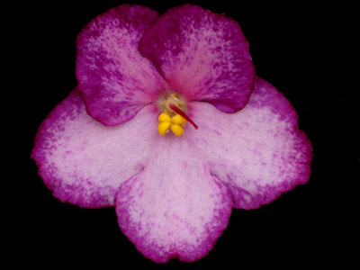 (image for) International