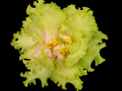 (image for) Irish Maiden