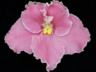 (image for) Jean's Passion