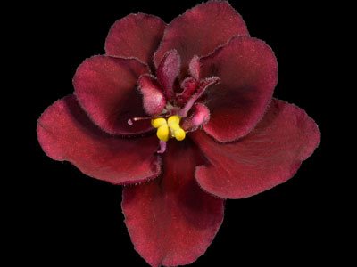 (image for) Jere's Crimson Tide