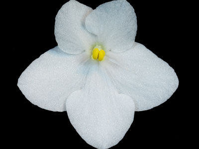 (image for) Jersey Snow Flakes