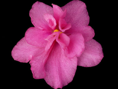 (image for) Key Lime Treat