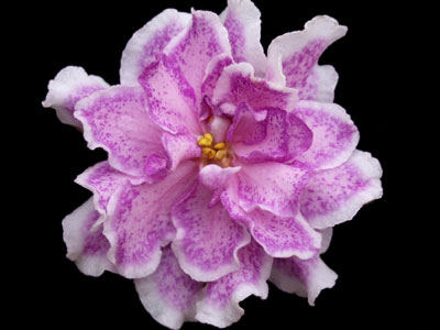 (image for) King's Ransom