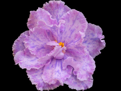 (image for) Kristi's Spunk