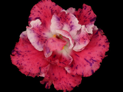 (image for) K's Freedom