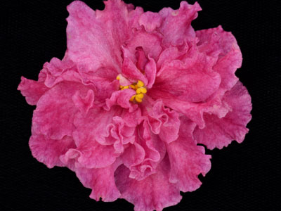 (image for) Lacey's Claire