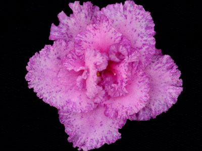 (image for) Lacey's Sophia