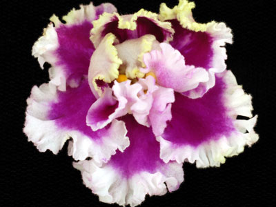 (image for) Lacy Lass