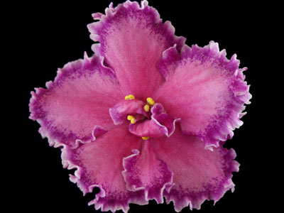 (image for) Leading Lady