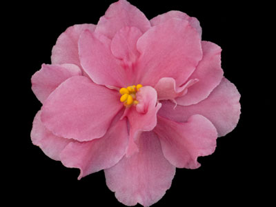 (image for) Lilliana