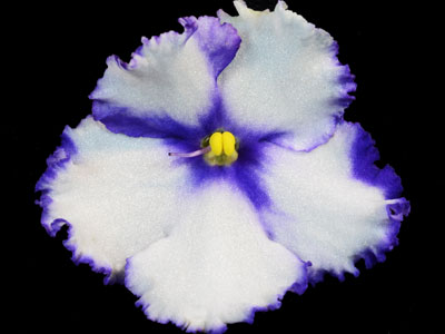 (image for) Lonestar Twilight