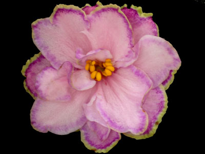 (image for) Looking Glass