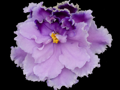 (image for) Louisiana Lullaby