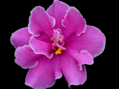 (image for) Maggie Lee