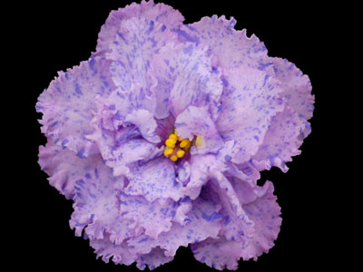 (image for) Magic Charms (Lyon's)