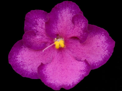 (image for) Marching Band