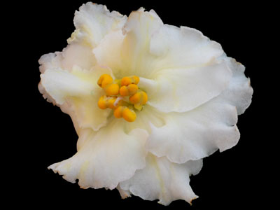 (image for) Mellow Yellow