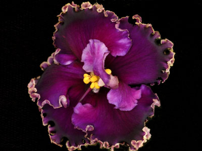 (image for) Midnight Frolic