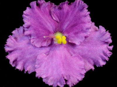 (image for) Mindi Rose