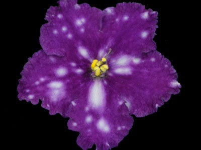 (image for) Music Maker