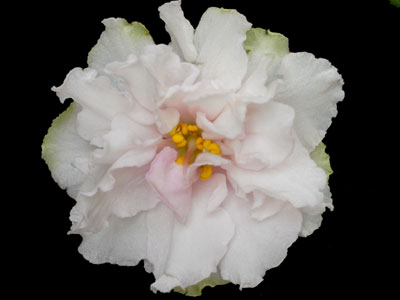 (image for) Nancy Leigh